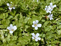 Bacopa monnieri